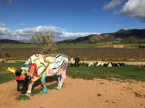Baja California Wine Tours-圣地亚哥必去景点