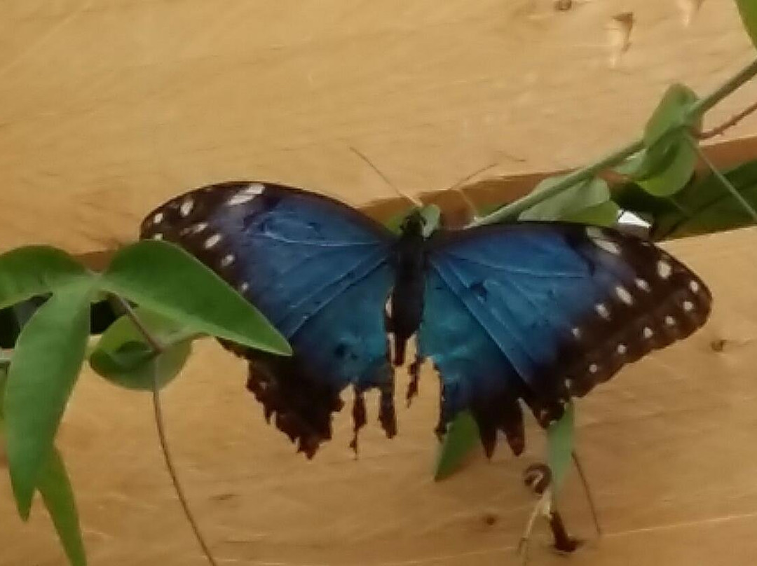 La Casa delle Farfalle-Ragusa CIty必去景点