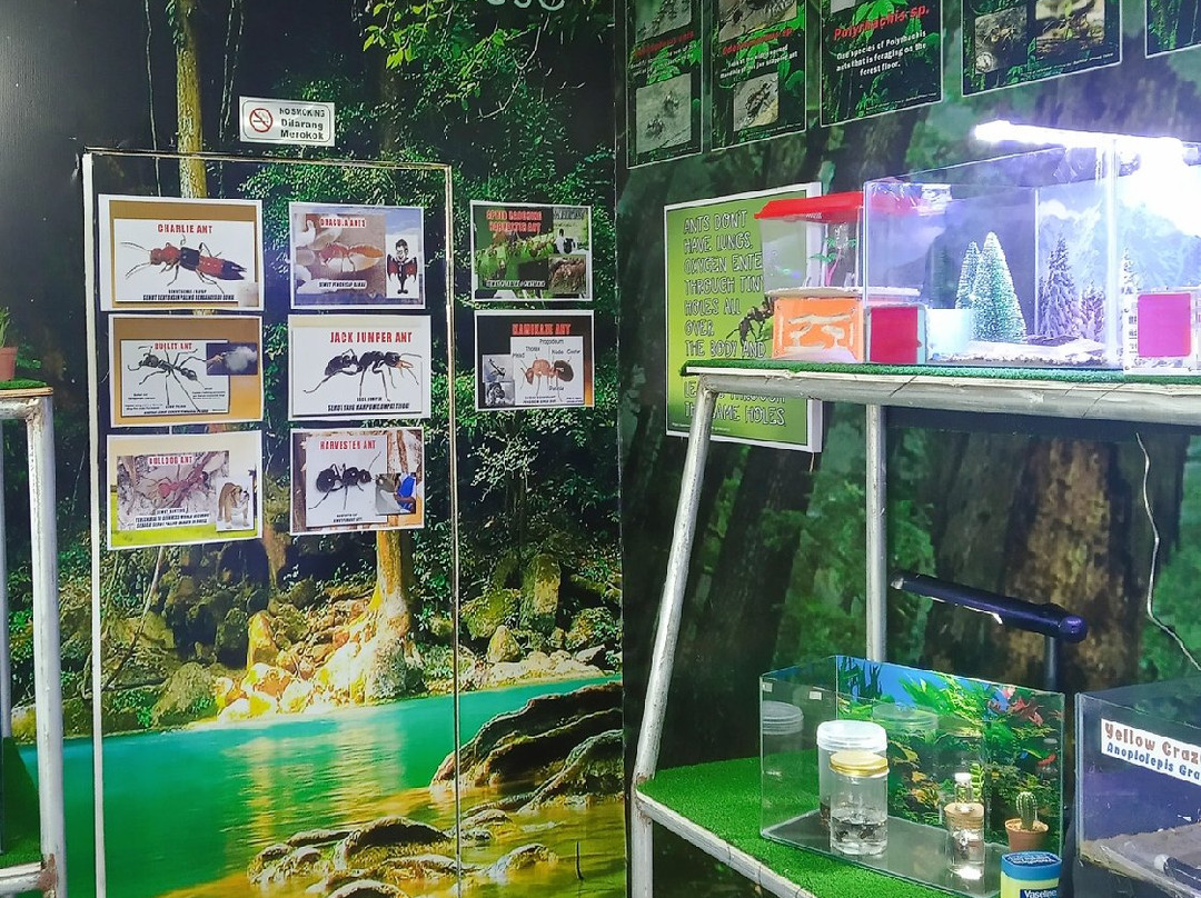 Borneo Ant House-斗亚兰必去景点