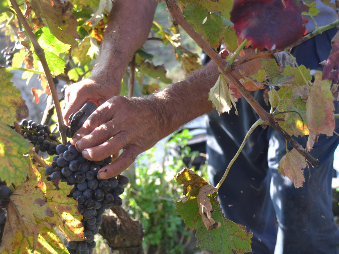 La Vigna degli dei-阿杰罗拉必去景点