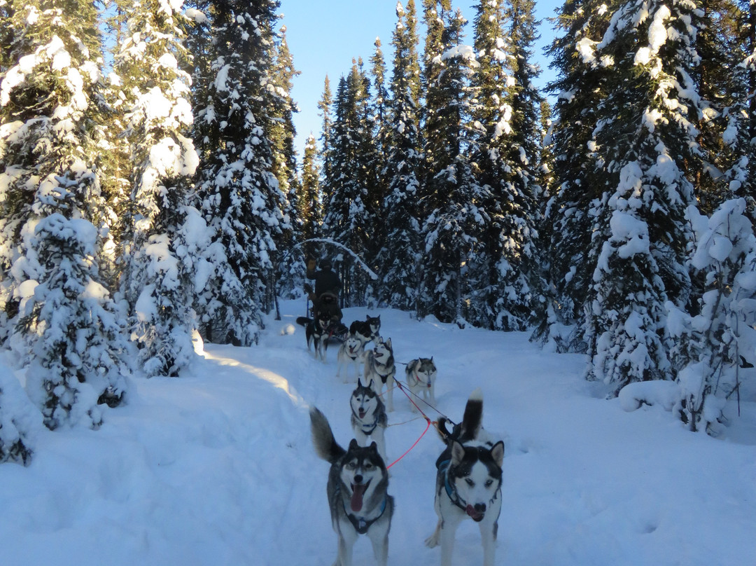 天狼星雪橇狗和极光之旅景点图片