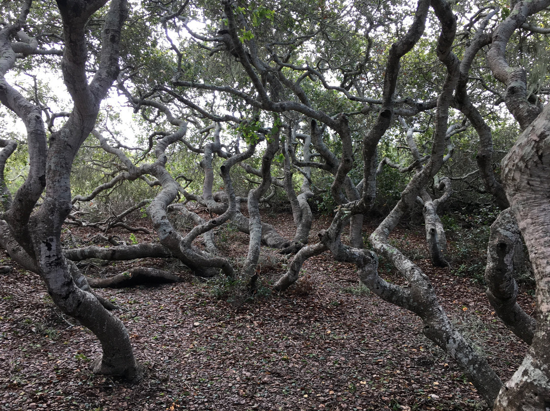 El Moro Elfin Forest景点图片
