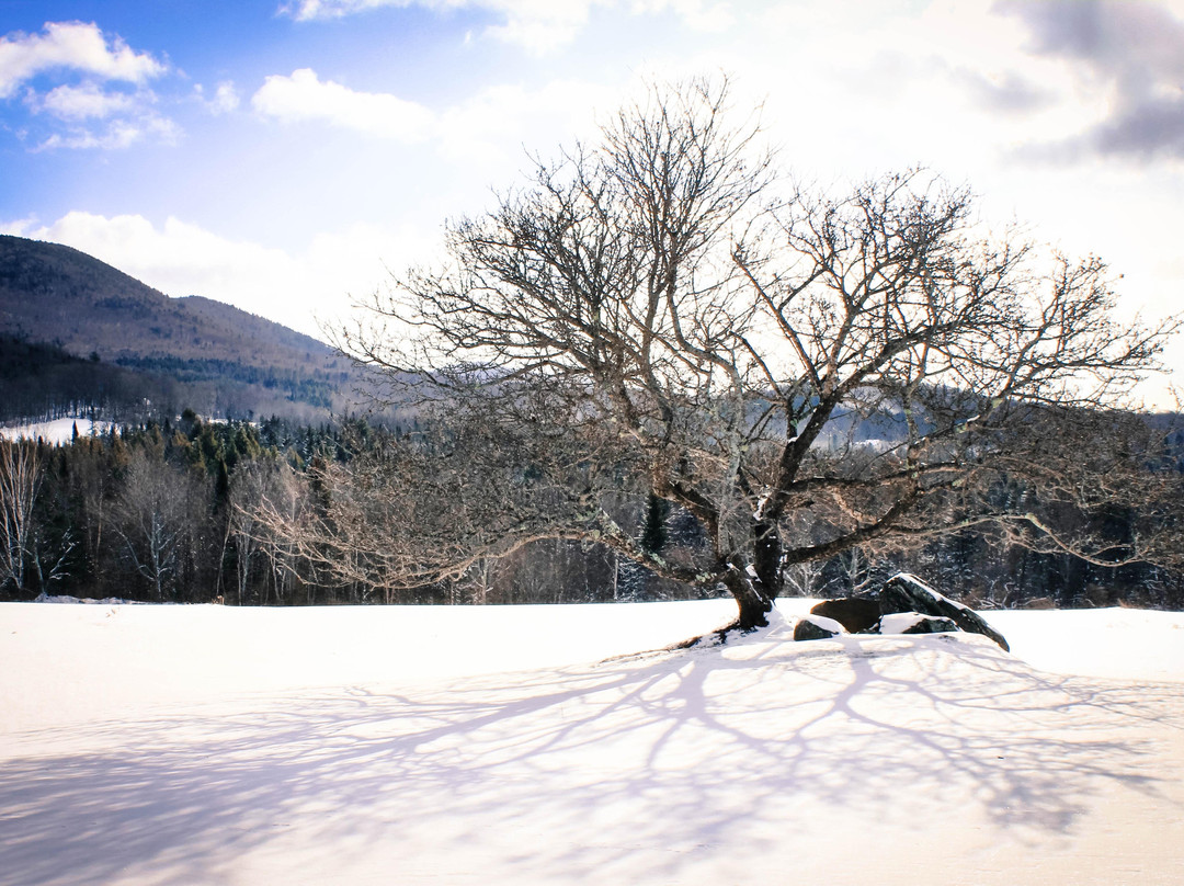 Rochester旅游攻略图片