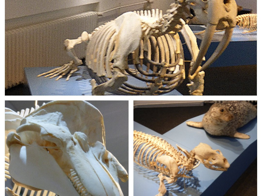 Zoologisches Museum-基尔必去景点