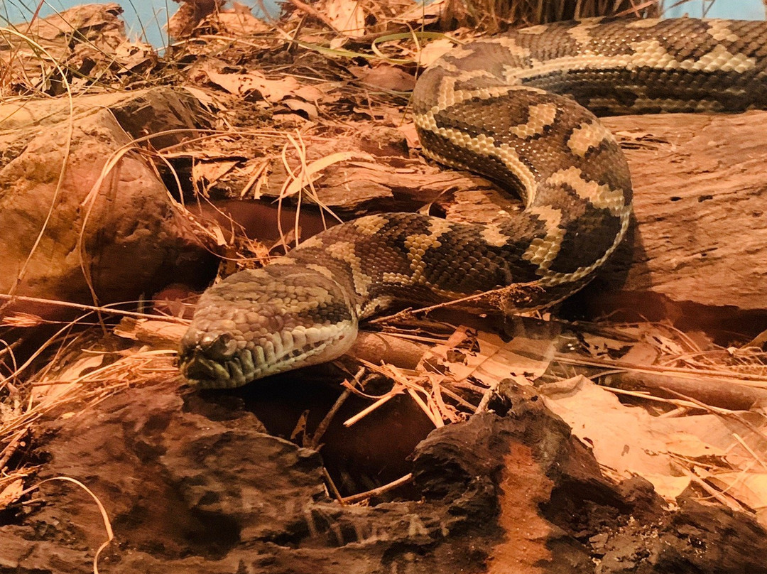 Walkabout Creek Discovery Centre-布里斯班必去景点