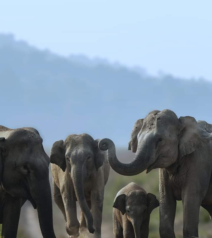 Rajaji Tiger Reserve景点图片