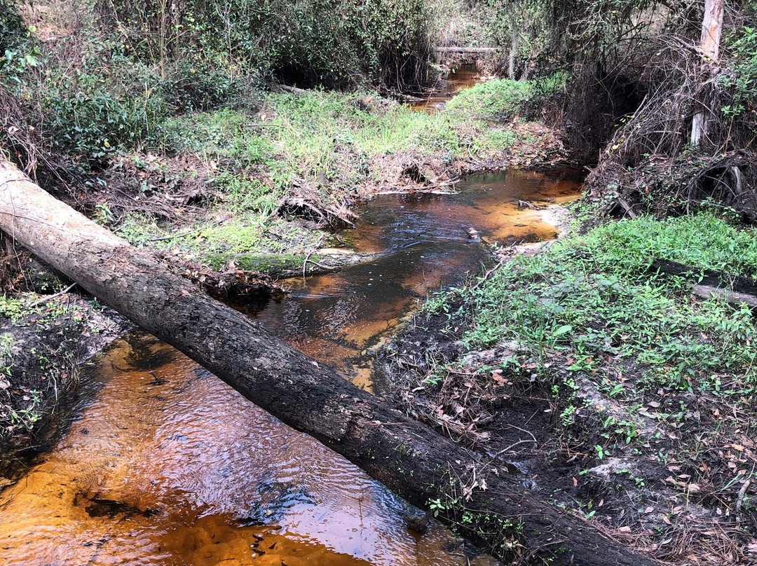 Lower Green Swamp Reserve-普兰特城必去景点