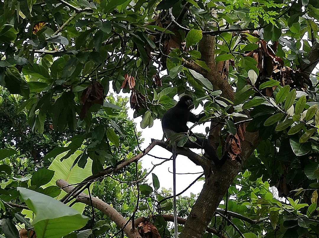 Silvas Surf Home主图