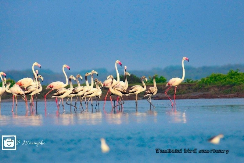 Mannar Bird Sanctuary-马纳尔必去景点