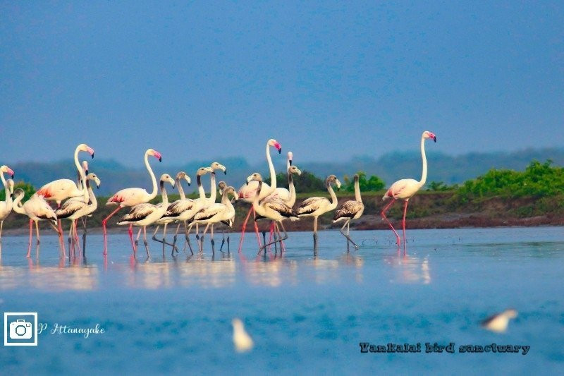 Mannar Bird Sanctuary景点图片
