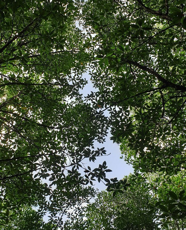 Ngao Mangrove Forest Research Centre景点图片