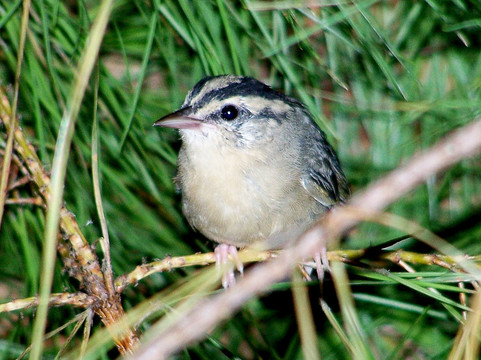 Alabama Wildlife Center-Pelham必去景点