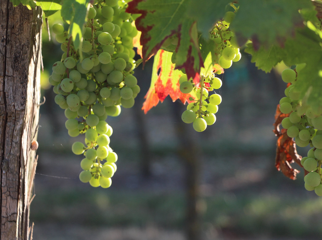 Nantes Wine Tour景点图片