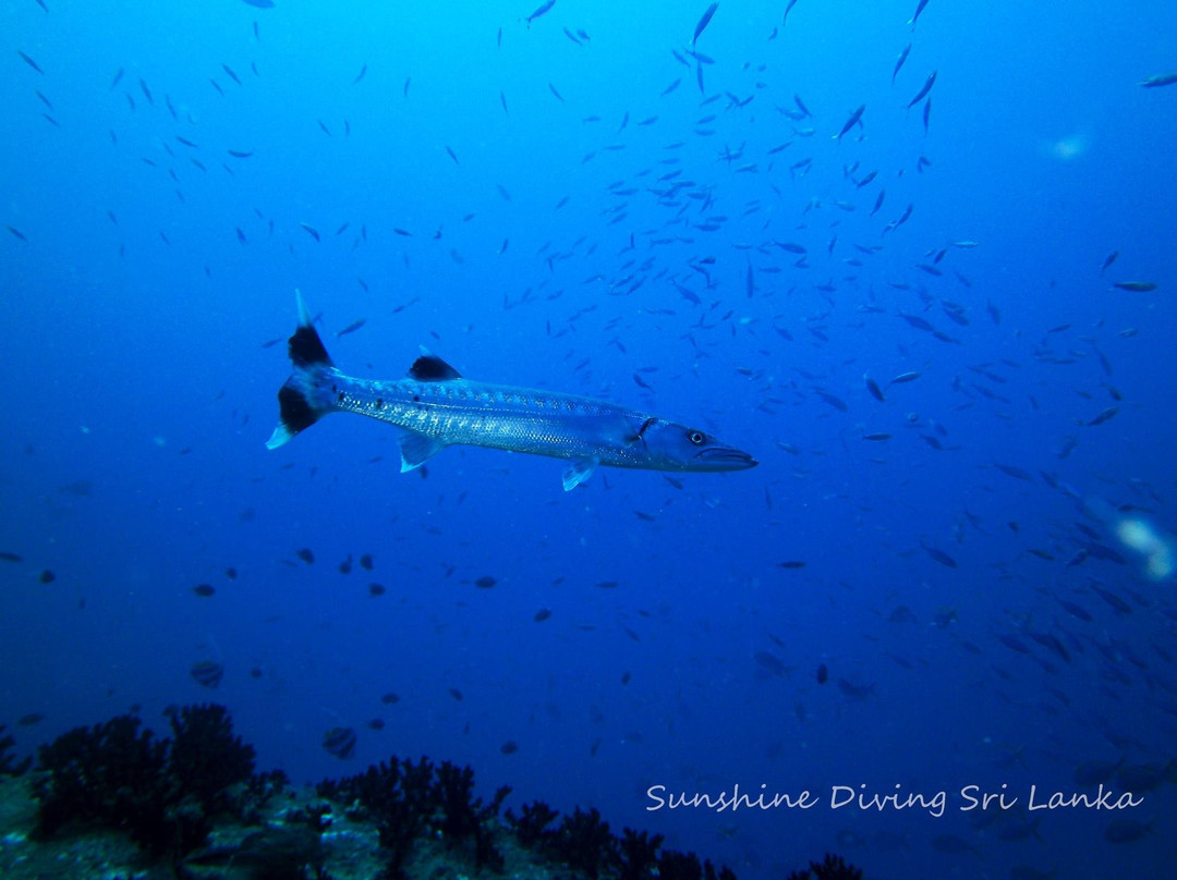 Sunshine Diving-Trincomalee必去景点