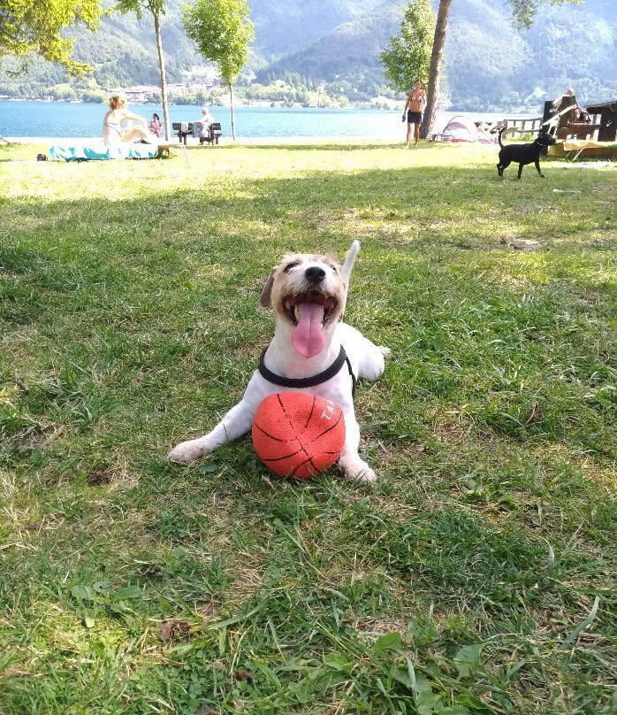 Spiaggia per Cani景点图片
