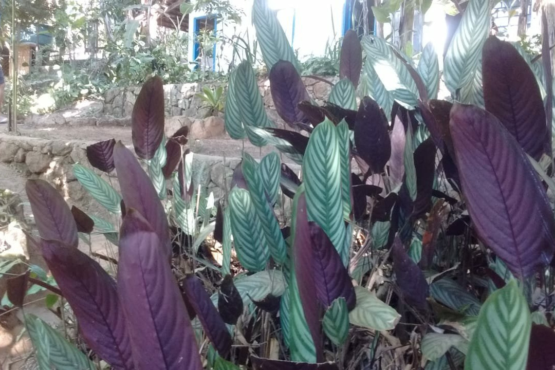 Pousada Mahamaya主图