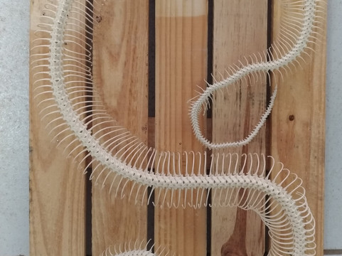 Museu de Historia Natural de Itapira-Itapira必去景点