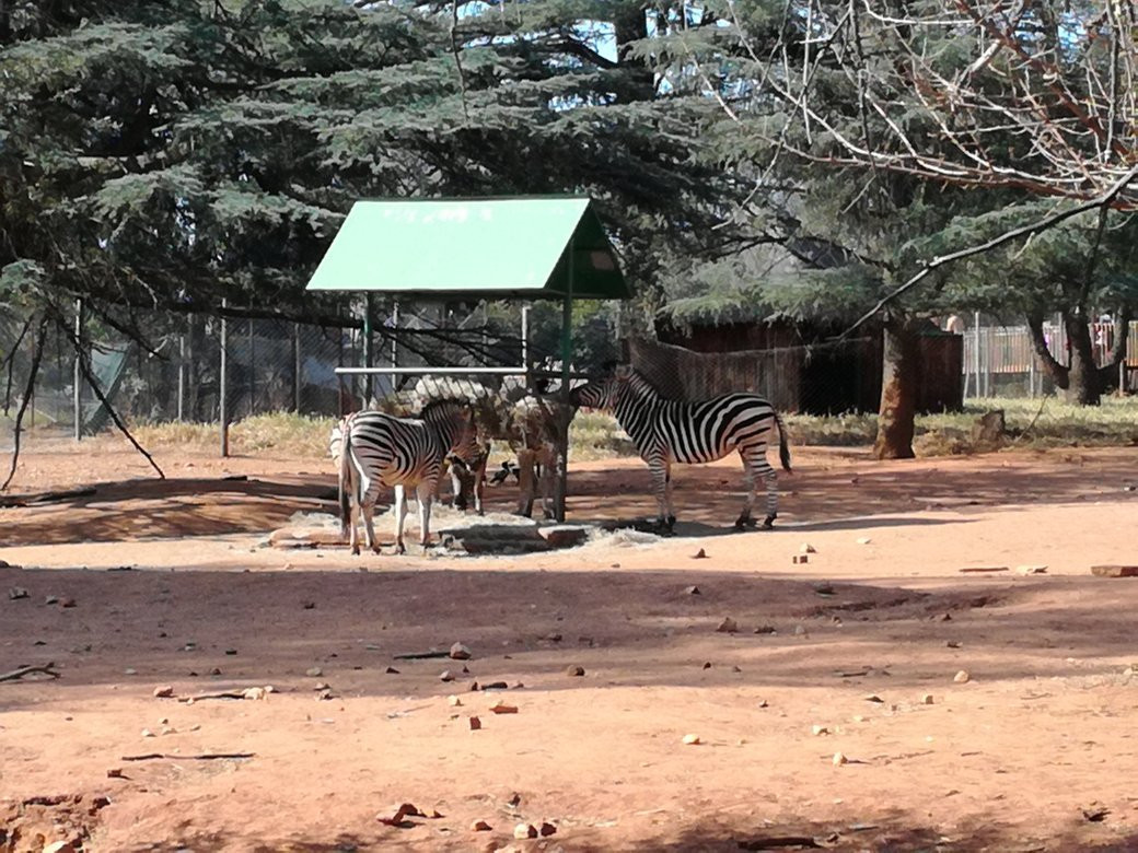 Johannesburg Zoo景点图片