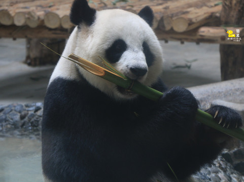 青岛动物园-青岛市必去景点