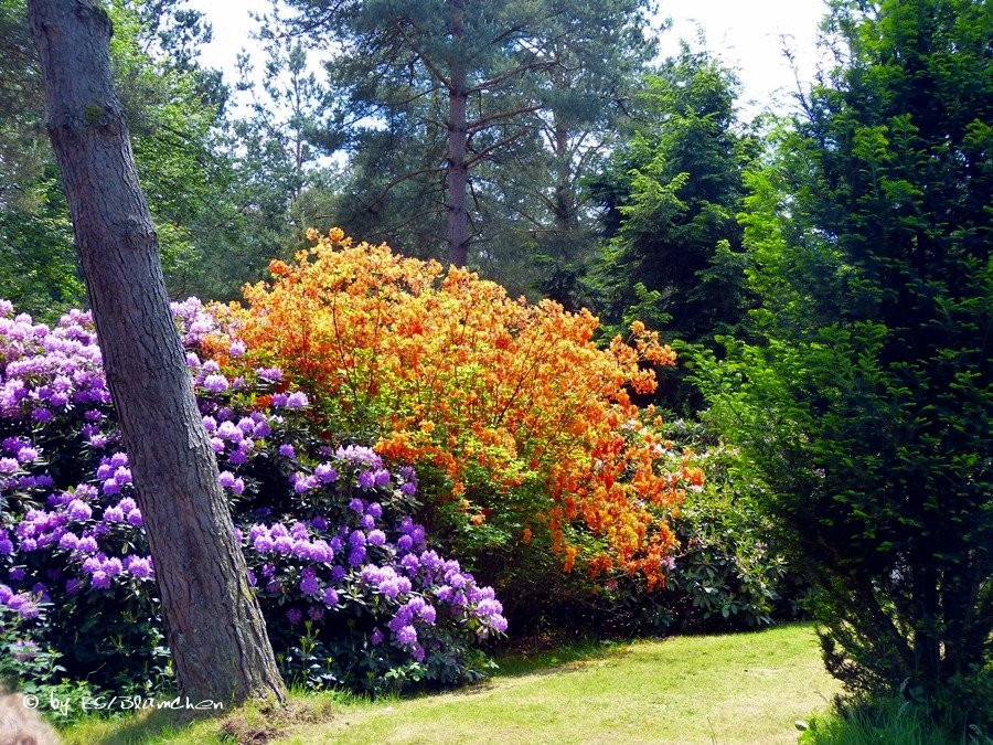 Rhododendronpark Jansen景点图片