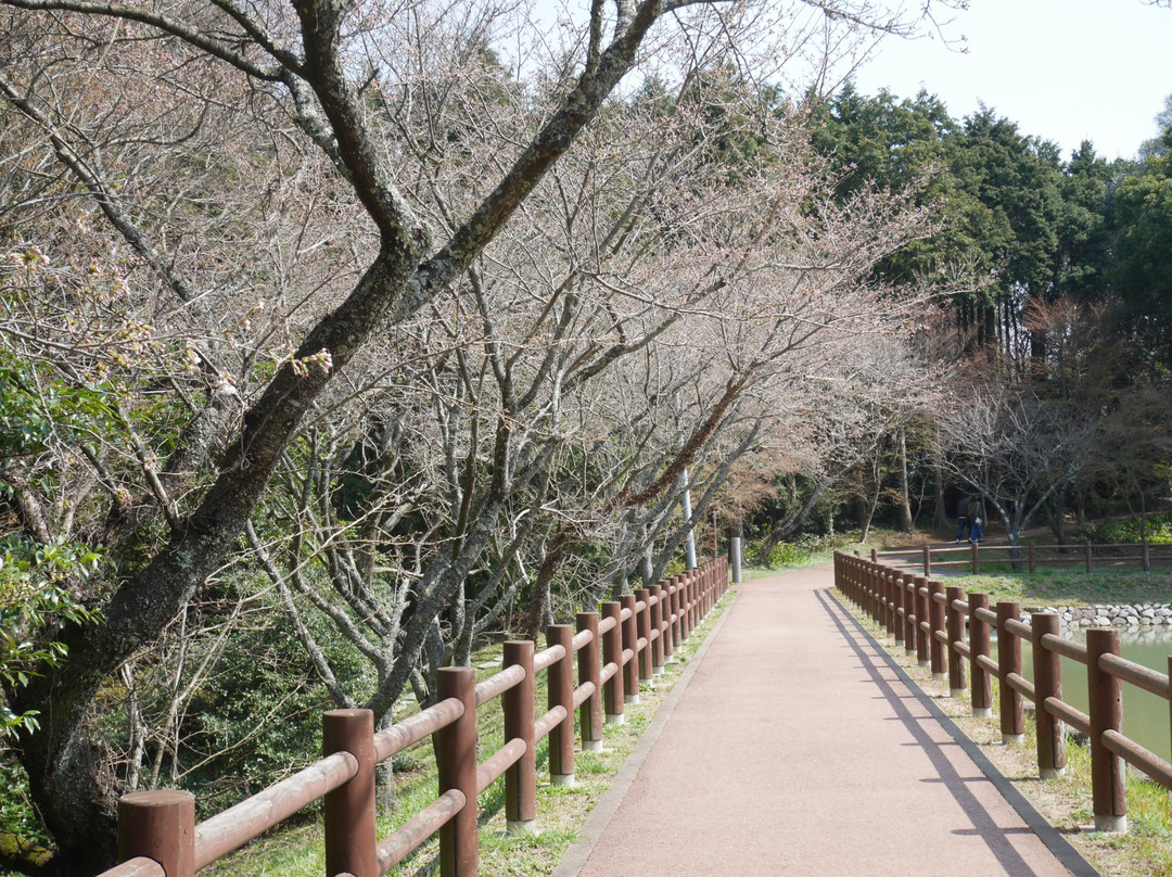Cherry Trees in Kagamiyama-唐津市必去景点