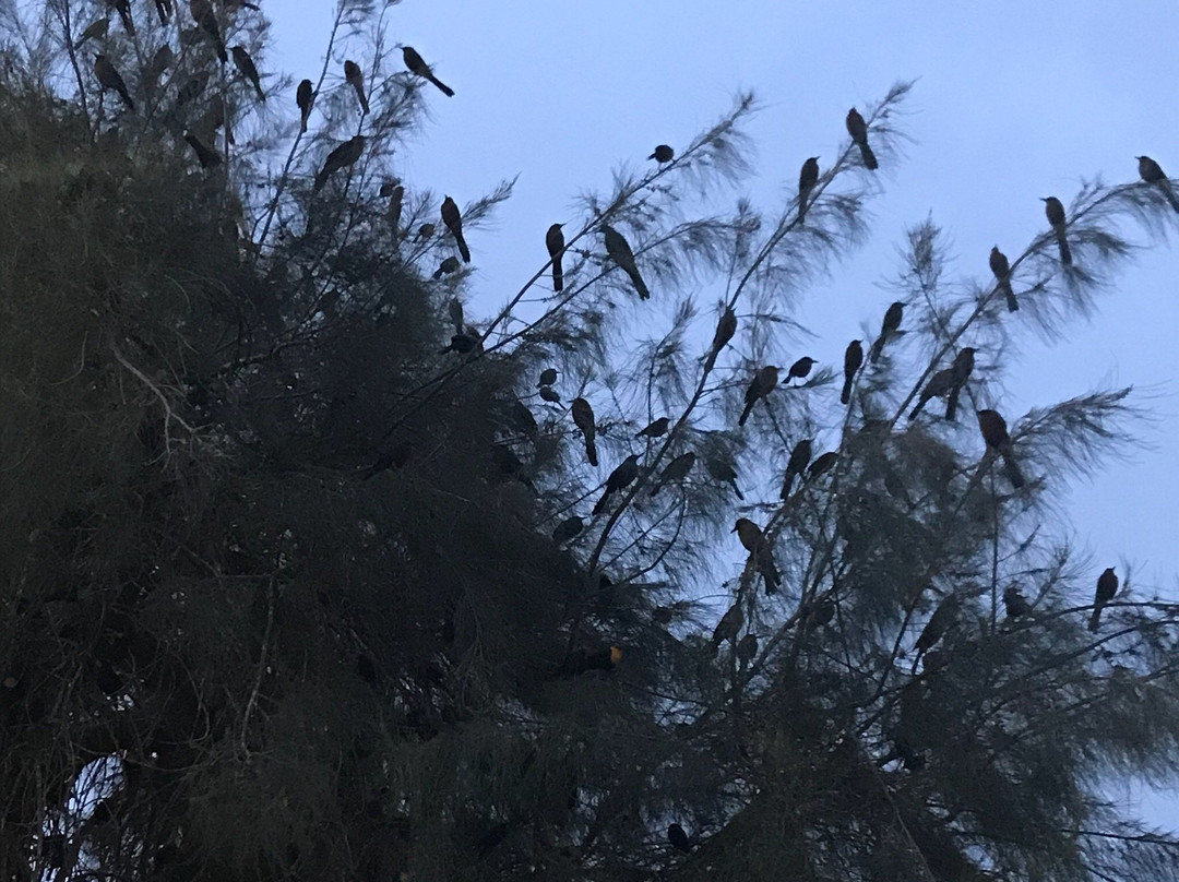 Bosque Venustiano Carranza-Torreon必去景点