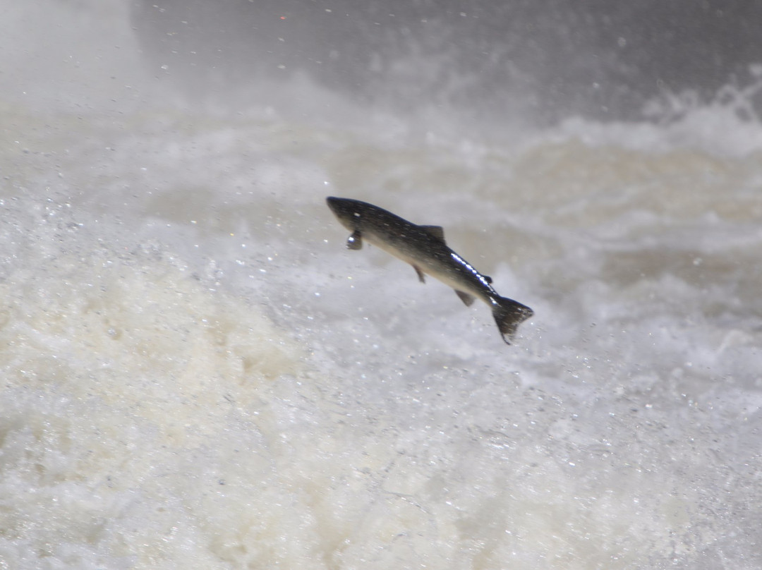 Torrent River Salmon Interpretation Centre and Fishway-Hawke's Bay必去景点