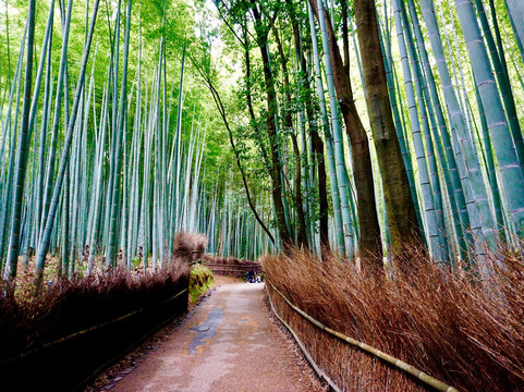 嵯峨野竹林-京都市必去景点