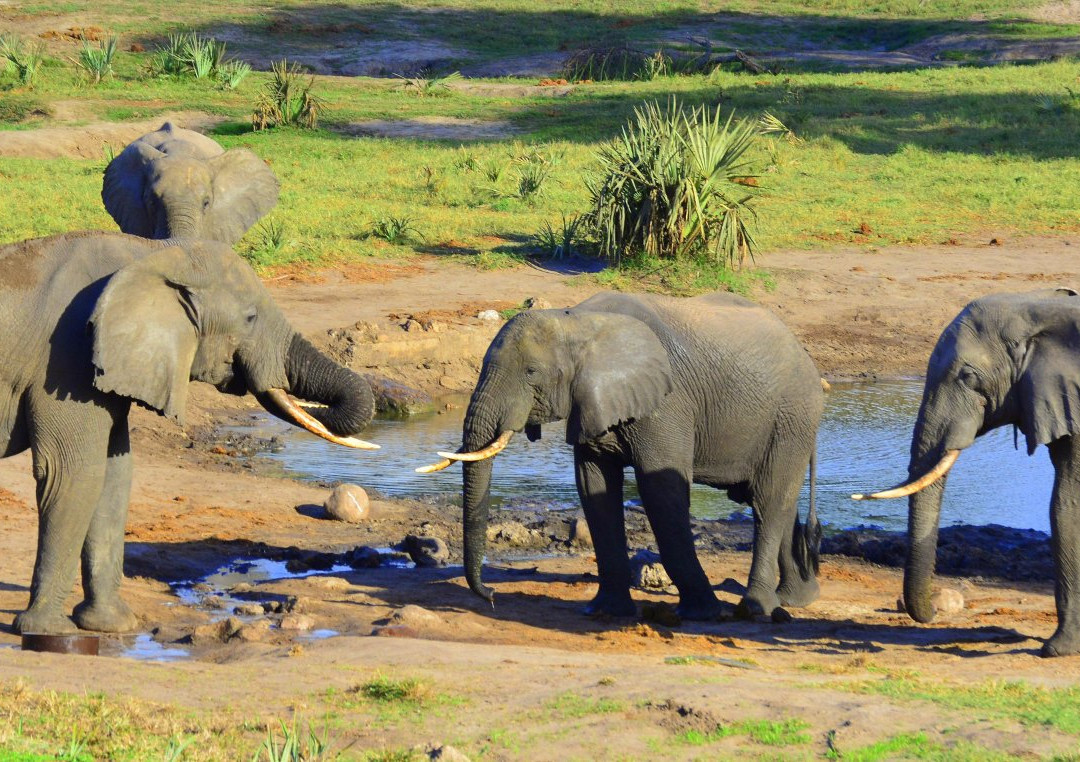 J and K Safaris-圣露西亚必去景点