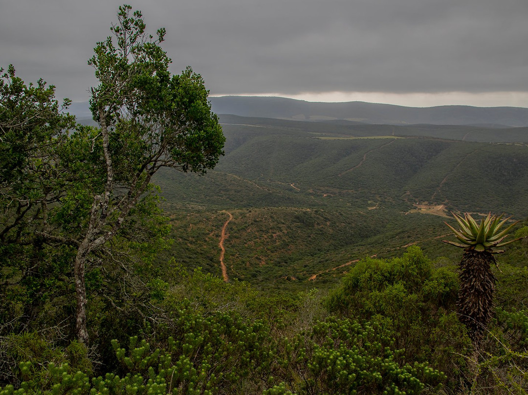 Tootabi Hunting Safaris-Paterson必去景点