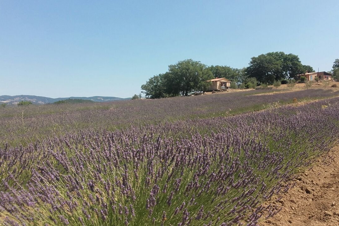 Lavanda di Maremma景点图片