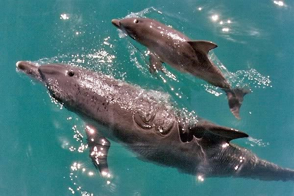 Clio Boat Tours Miami-迈阿密必去景点