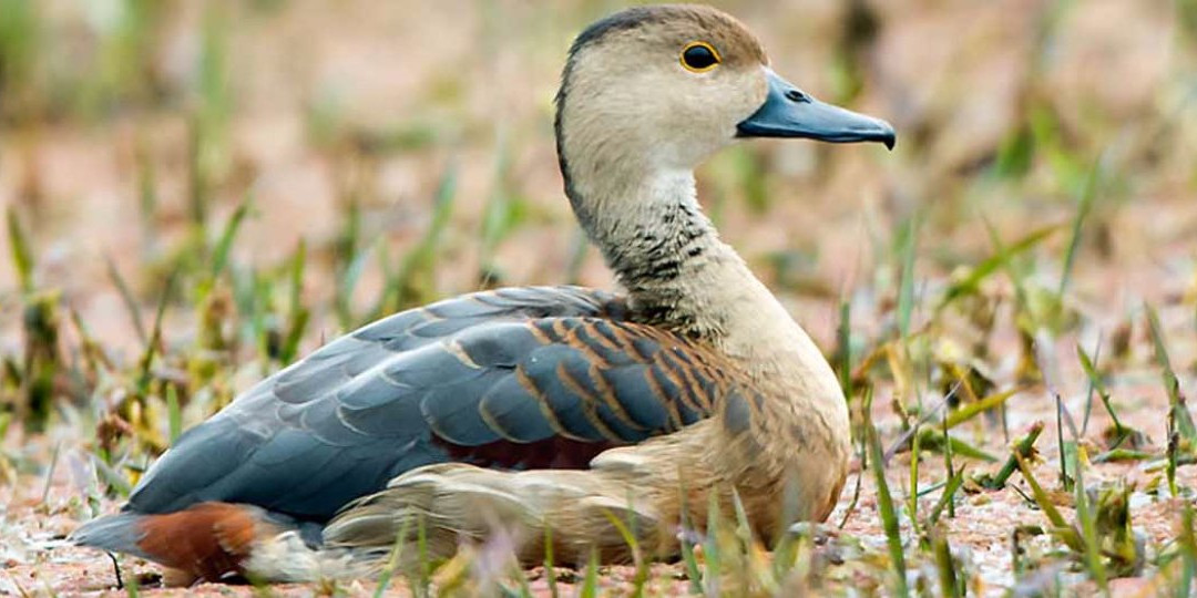 Punjab Duck Tours-阿姆利则必去景点