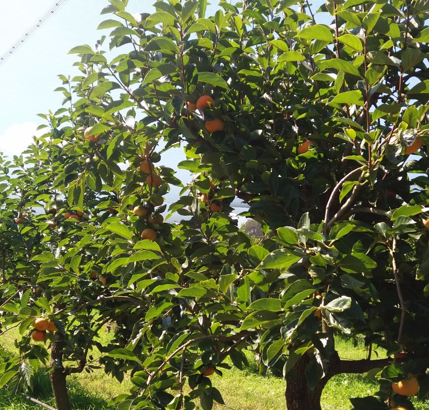 Picton旅游景点-Cedar Creek Orchard