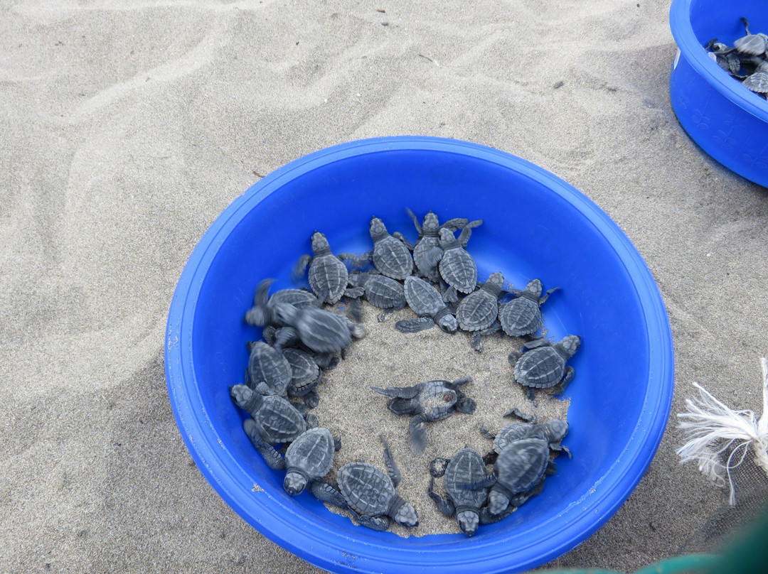 Playa Buenavista-Troncones必去景点