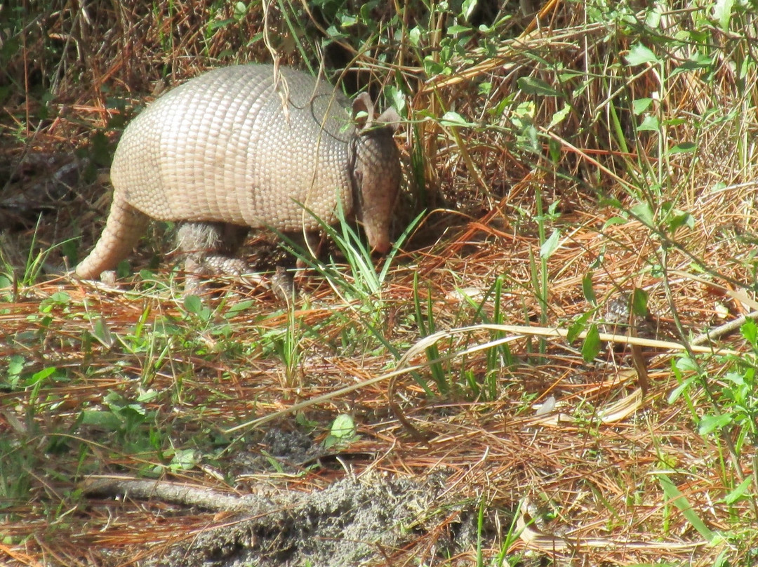 Crystal River Preserve State Park Eco-Walk-克里斯特尔里弗必去景点