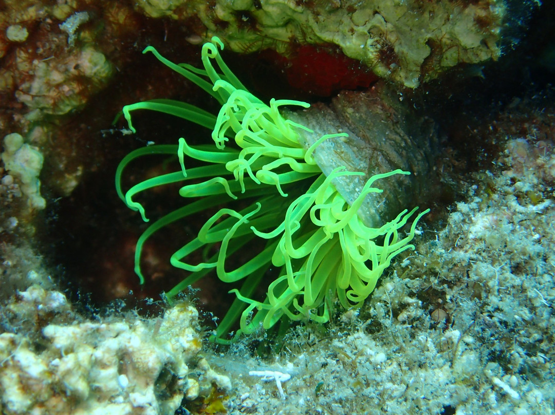 Olympos Diving Center景点图片