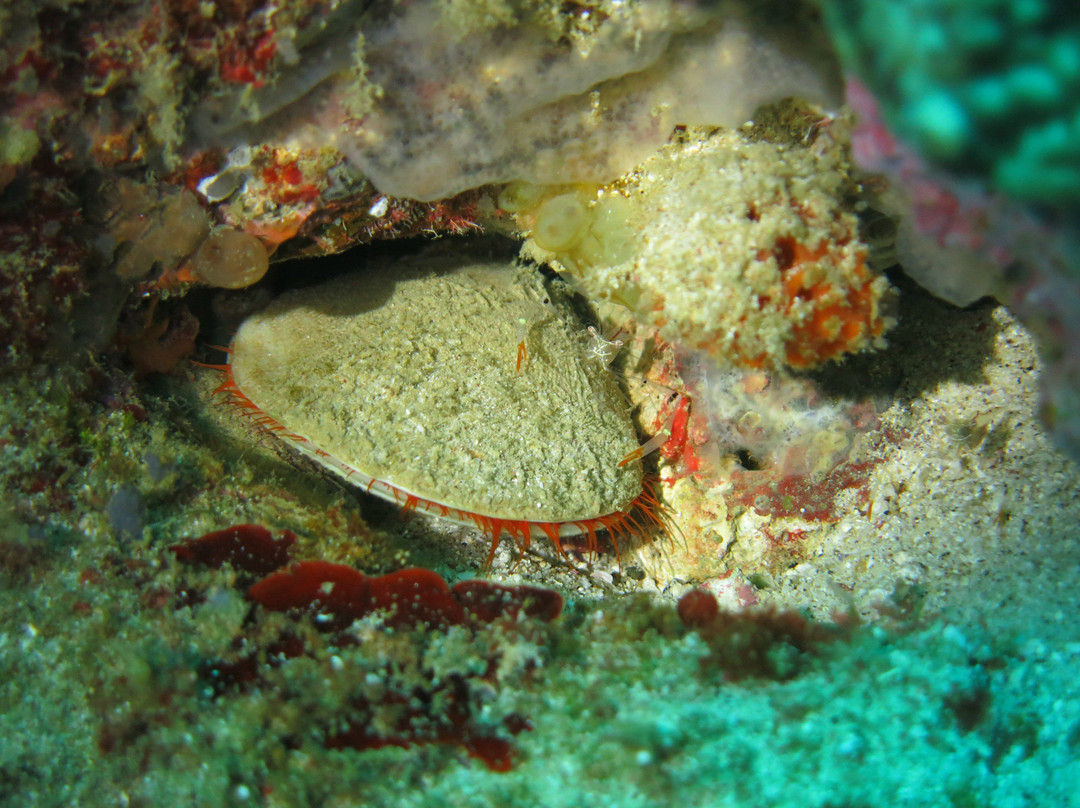 BADLADZ Scuba Diving-葡多咖蕾拉必去景点