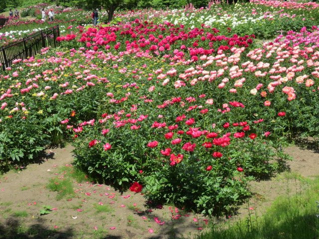 Hase Peony Garden景点图片
