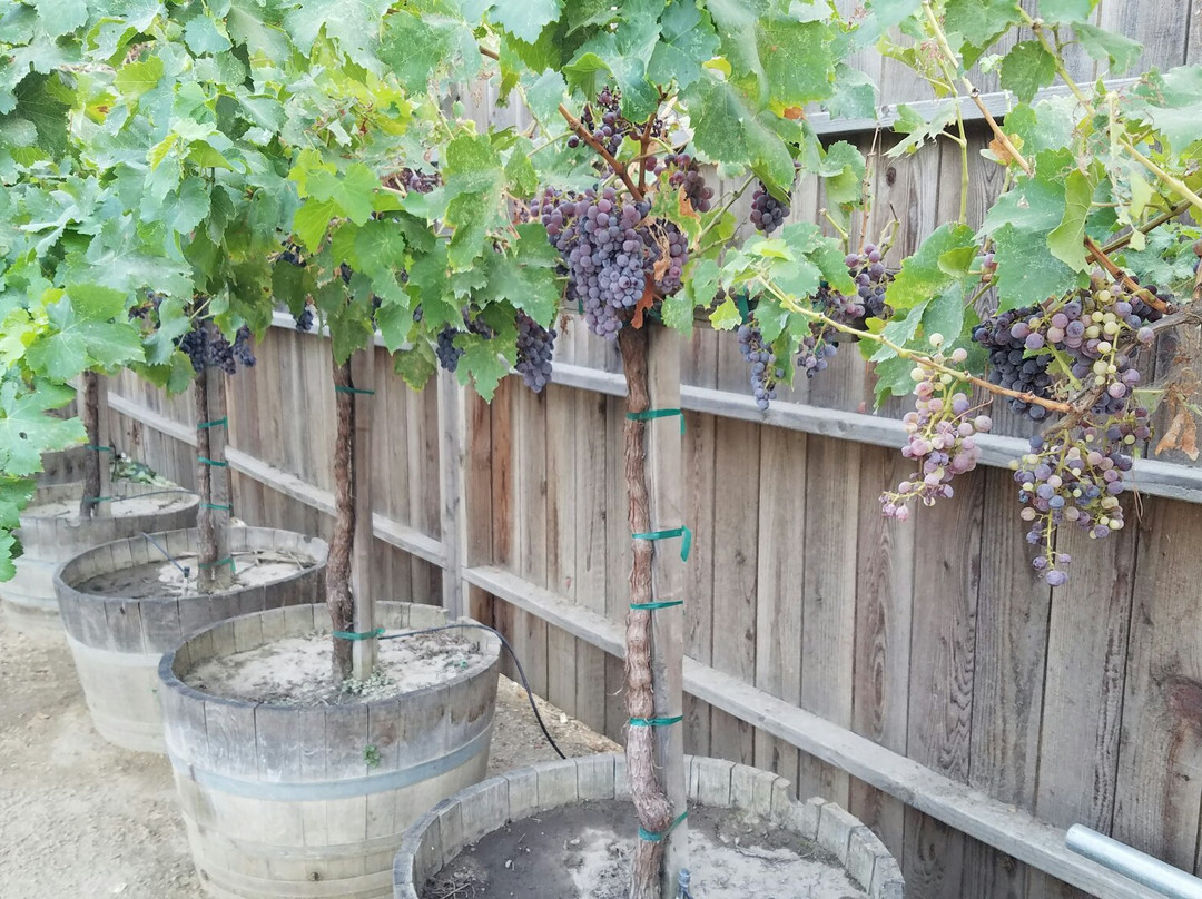 Ramos Torres Winery-Kingsburg必去景点