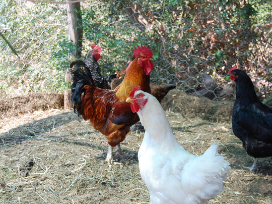 La Capalbiotta主图