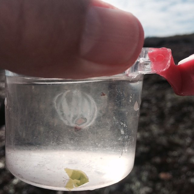 GAEL Tours-Smith's Cove必去景点