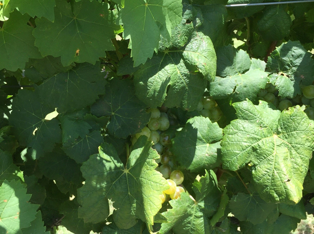 Eden Hill Winery & Vineyard-Celina必去景点