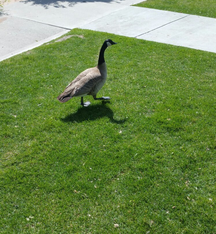 First Dam/Canyon Entrance Park-洛根必去景点