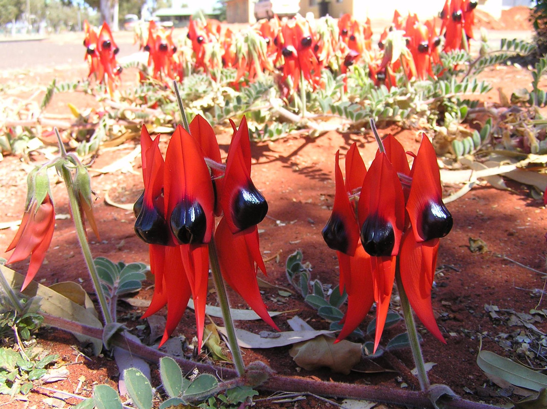 Laverton旅游攻略图片