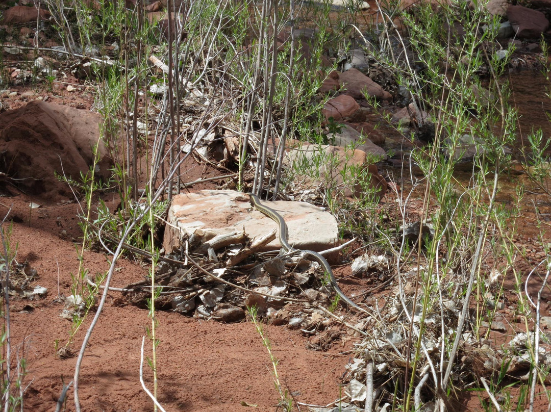 La Verkin Creek/Kolob Arch Trails-锡安国家公园必去景点