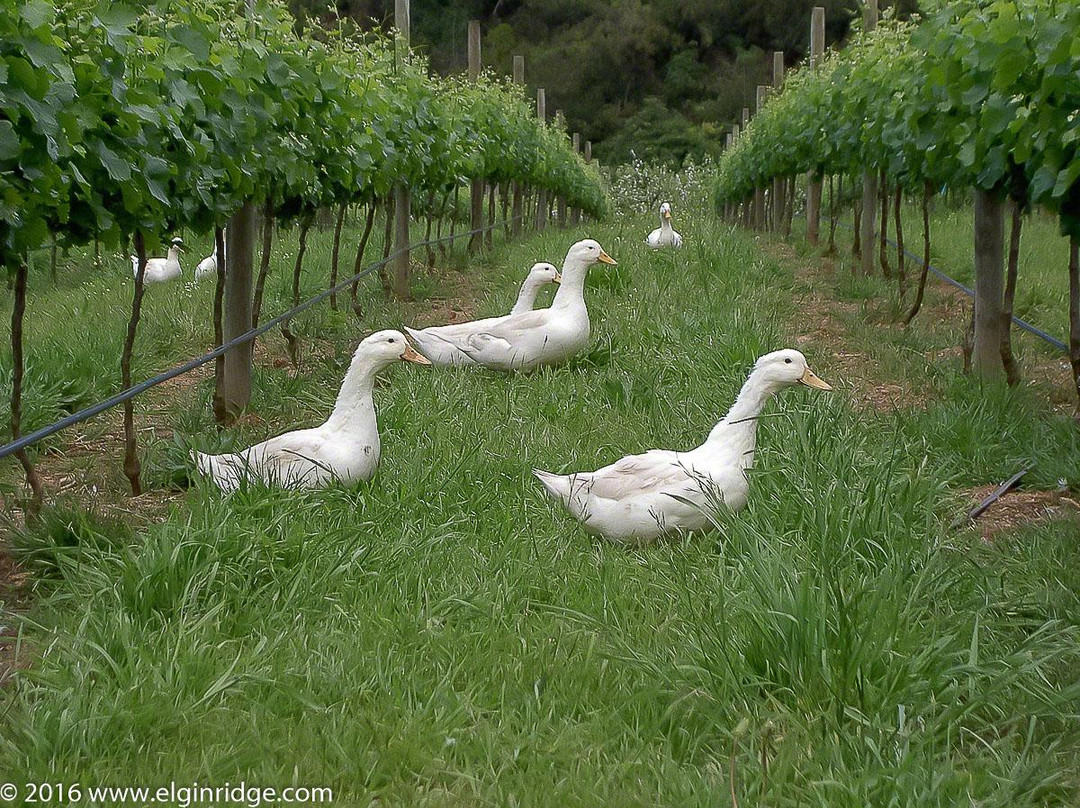 Elgin Ridge Wines-Elgin必去景点