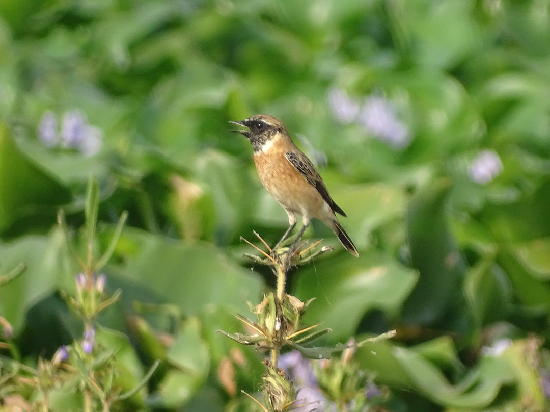 Nyara River-杰拉果德必去景点