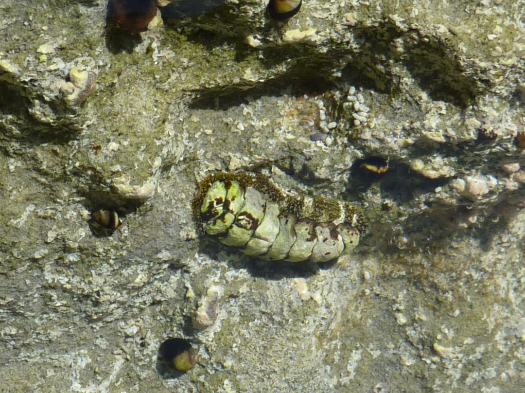 Glenn E. Vedder Ecological Reserve - Underwater Park and Tidepools-拉古纳海滩必去景点