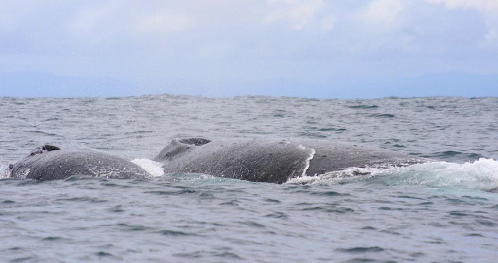 El Amejal-Bahia Solano必去景点
